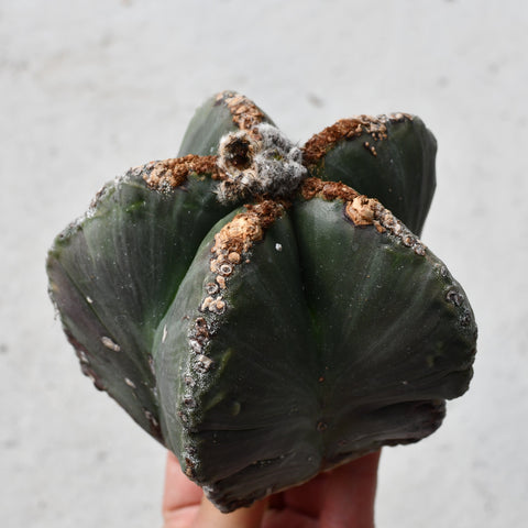 Astrophytum myriostigma f. nudum