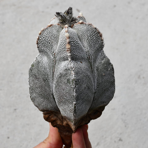 Astrophytum myriostigma 'Onzuka'