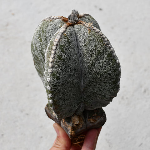 Astrophytum myriostigma 'Onzuka'