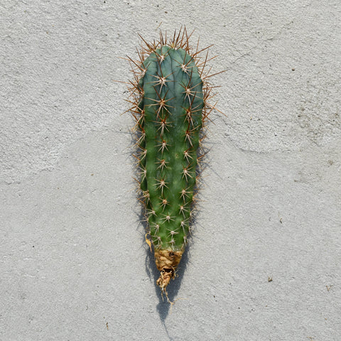 Browningia hertlingiana