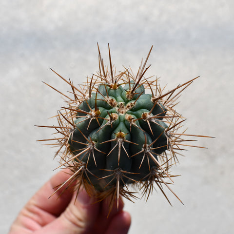 Browningia hertlingiana