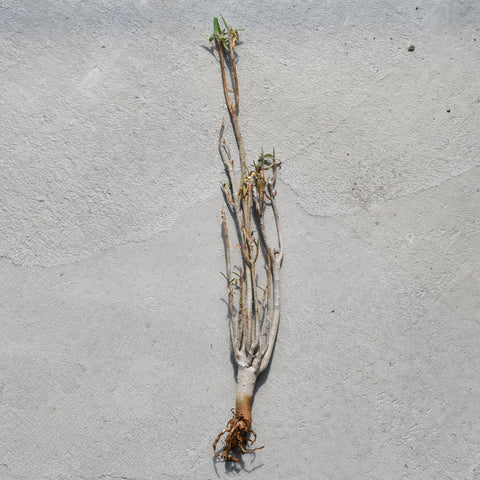 Euphorbia balsamifera 
