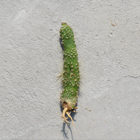 Cleistocactus jujuyensis monstrous
