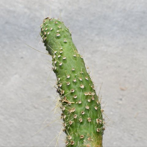 Cleistocactus jujuyensis monstrous