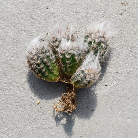 Oreocereus trollii