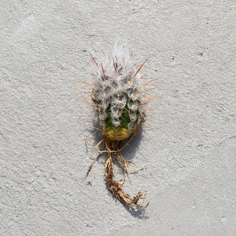 Oreocereus trollii