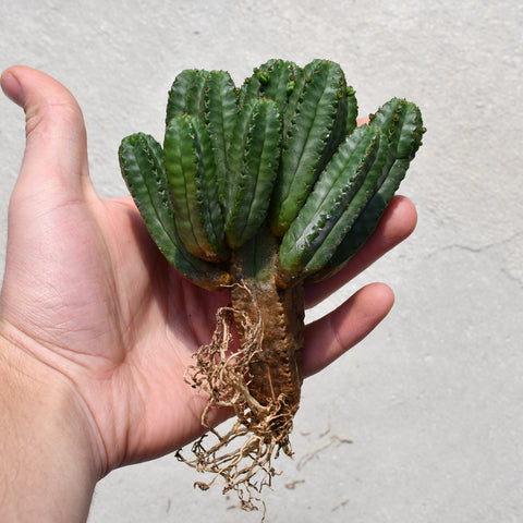 Euphorbia tubiglans