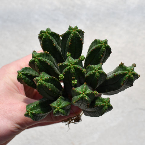 Euphorbia tubiglans
