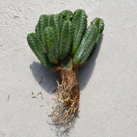 Euphorbia tubiglans