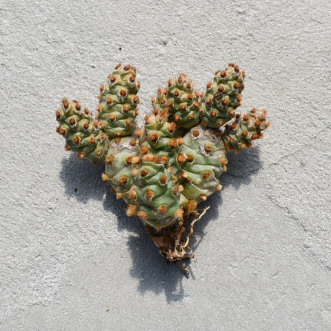 *Cumulopuntia boliviana* subsp. *dactylifera*