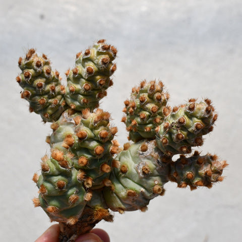 *Cumulopuntia boliviana* subsp. *dactylifera*