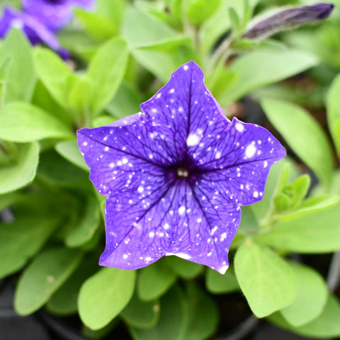 Petunia 'Splash Dance Bolero Blue' (Bleu tacheté blanc)