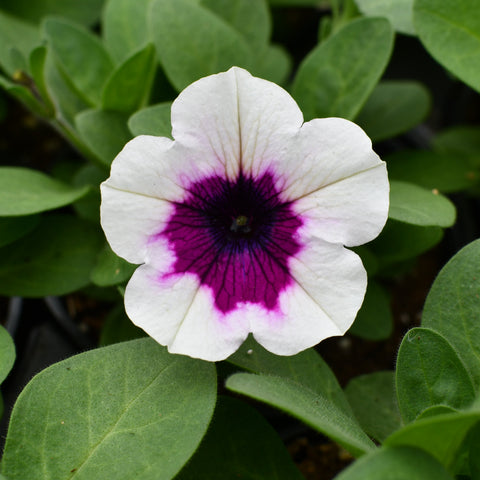 Petunia Capella Rim Raspberry (Mauve, bordure blanche)