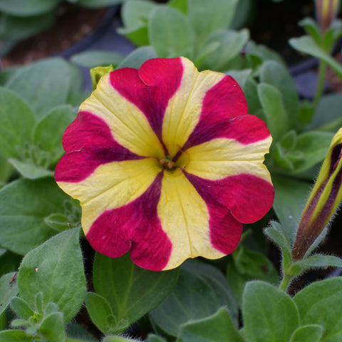 Petunia Amore Queen of Hearts (Red and yellow)