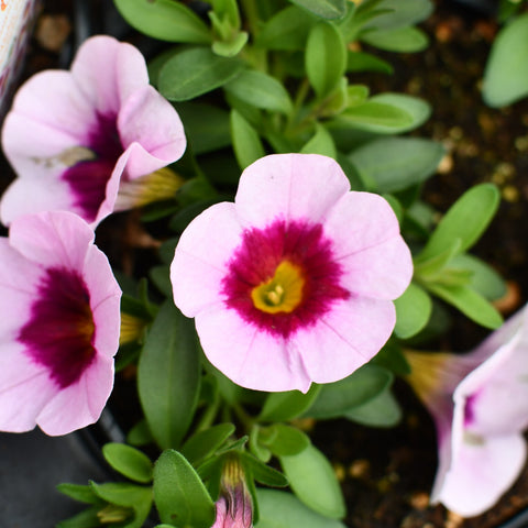 Calibrachoa Aloha Nani Appleblossom (Rose bicolor)