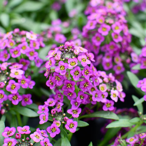 Lobularia 'Purple Stream' (Purple Alyssum)