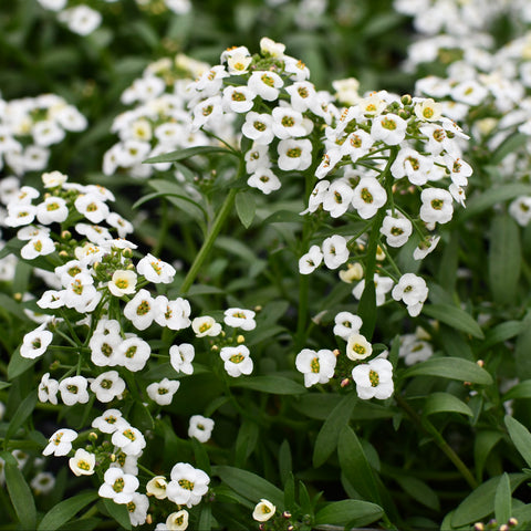 Lobularia 'White Stream' (White Alyssum)