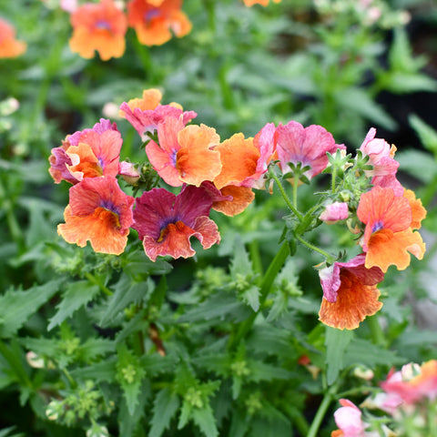 Nemesia Nesia Tropical (Rose-Orange)