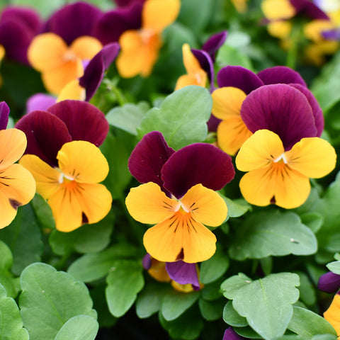 Viola 'Orange Jump-up' (Pensée orange et pourpre)