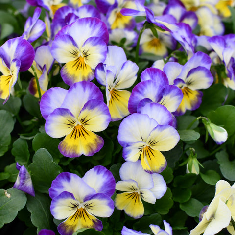 Viola 'Primerose Picotee' (Purple and Yellow Pansy)
