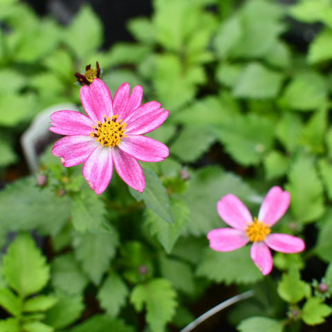 Bidens Pretty in Pink (Pink)