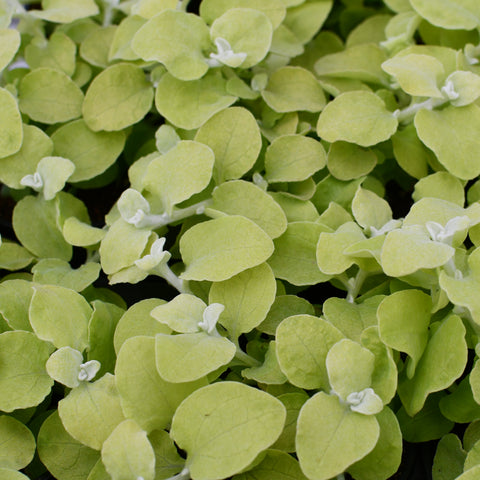 Helichrysum Licorice Lemon (Yellow)