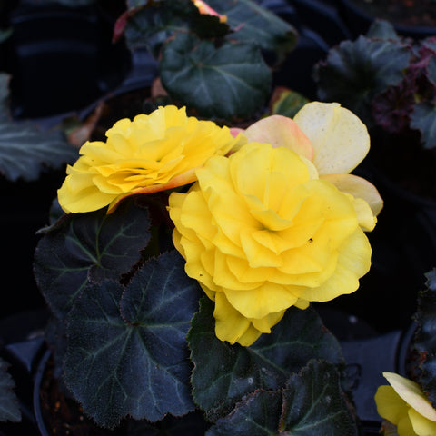 Begonia tubéreux 'Nonstop Mocca Yellow' (Jaune)