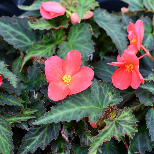 Begonia 'I'Conia First Kiss Hot Pink' – Serres Lavoie