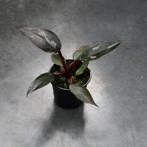 Philodendron erubescens 'Pink Princess'