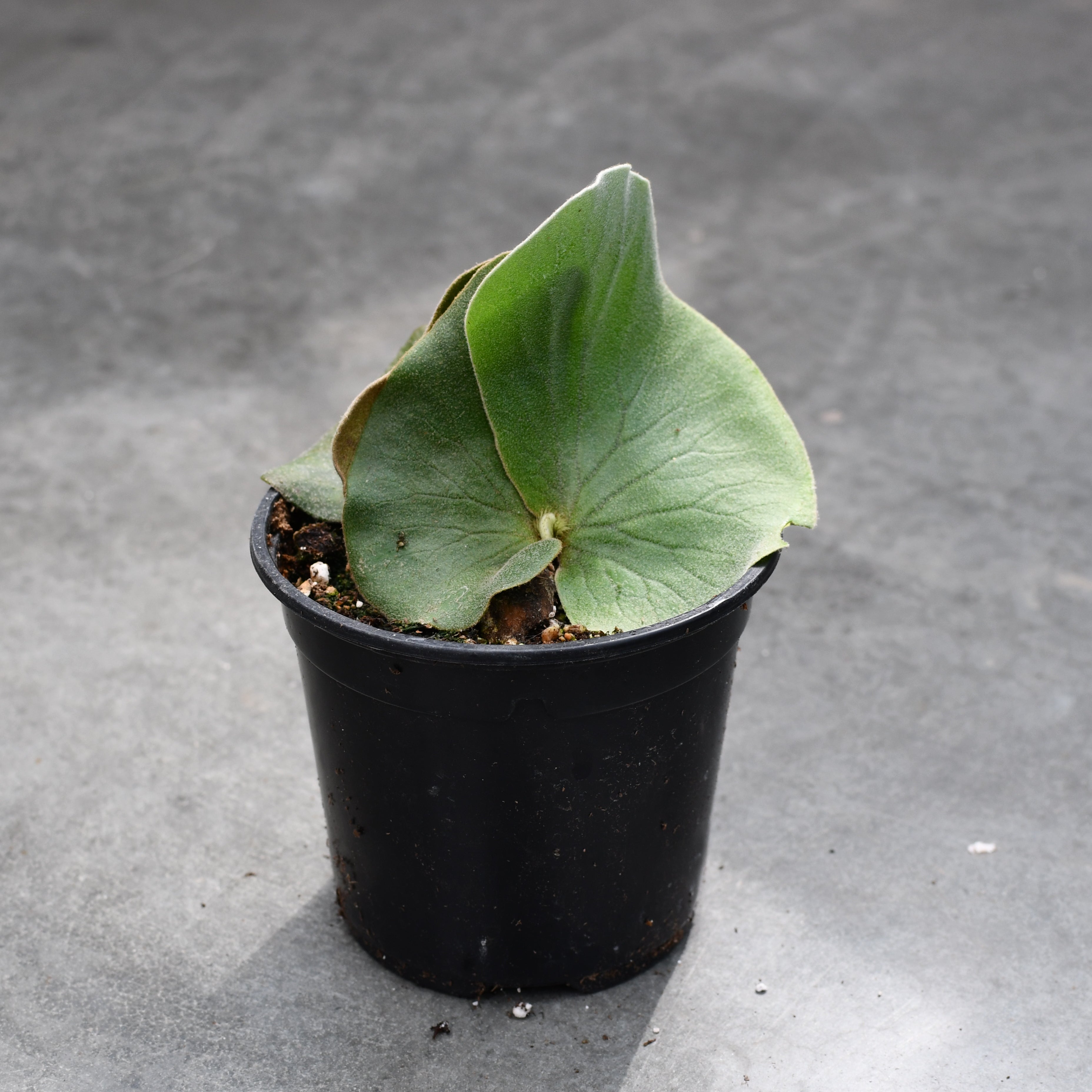 Platycerium elephantotis – Serres Lavoie
