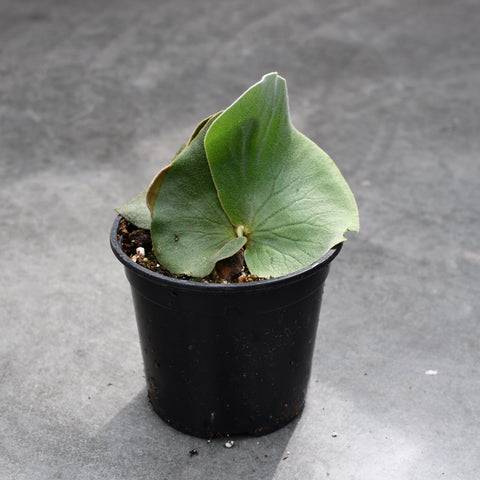 Platycerium elephantotis