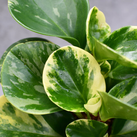 Peperomia obtusifolia 'Marble'