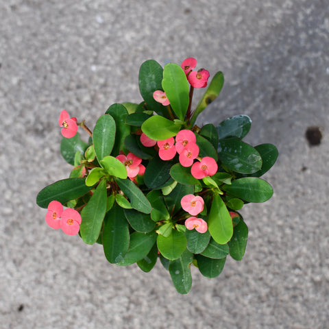 Euphorbia milii 'Somona'