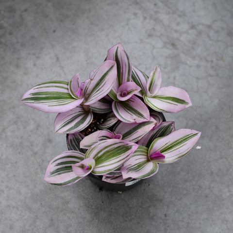 Tradescantia blossfeldiana 'Bubble gum'