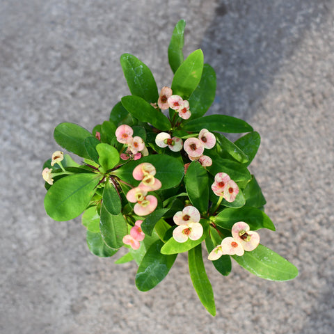 Euphorbia milii 'Zephyr'