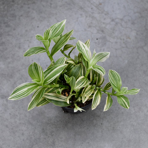 Tradescantia fluminensis 'Albovittata'