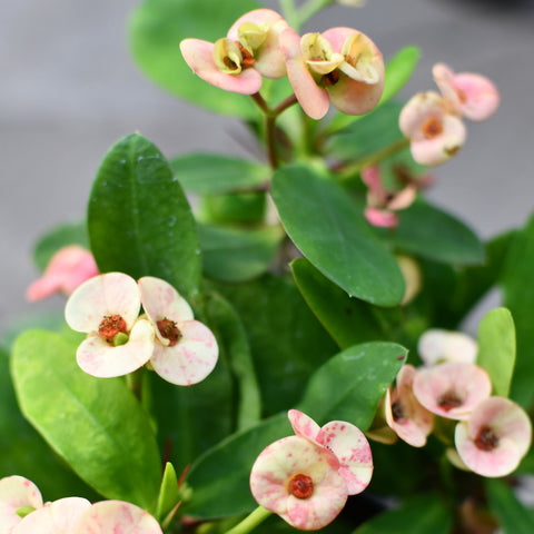 Euphorbia milii 'Zephyr'