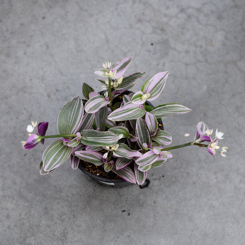Tradescantia fluminensis 'Lavender'