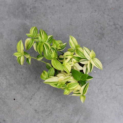 Tradescantia fluminensis aureovariegata
