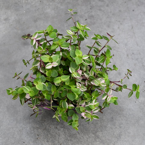 Callisia repens 'Bianca'