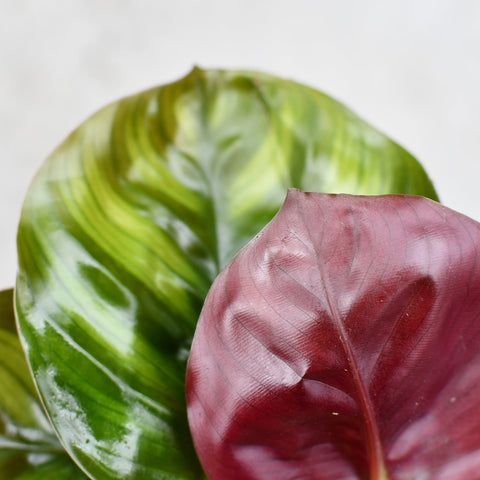 Calathea fasciata