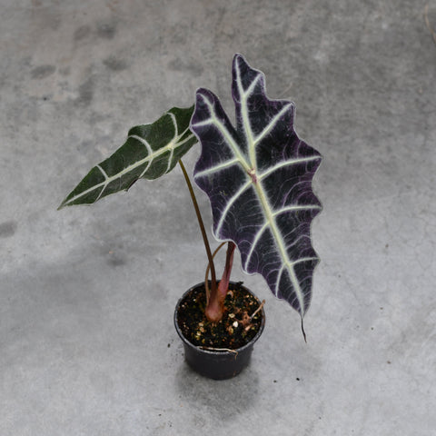 Alocasia 'Purpley'