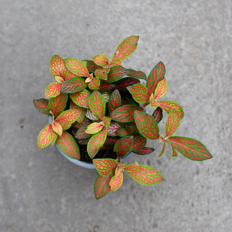 Fittonia verschaffeltii 'Ruby lime'