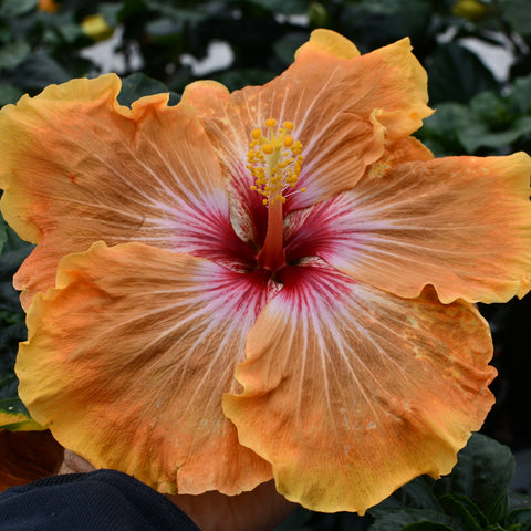 Hibiscus rosa sinensis 'Hollywood Sunset Boulevard'