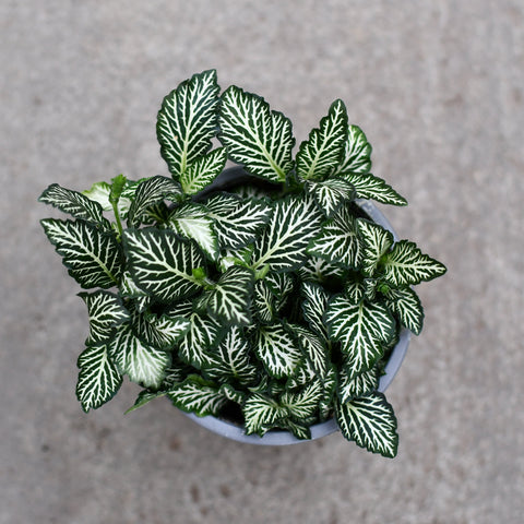 Fittonia 'White Tiger'