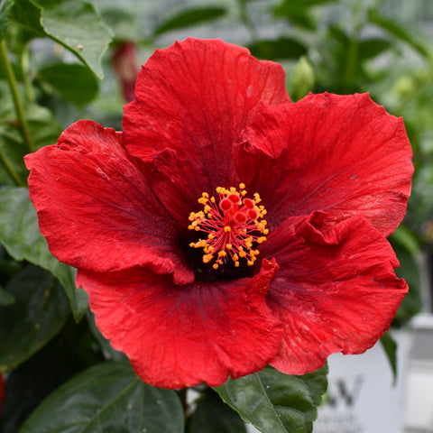 Hibiscus rosa sinensis 'Hollywood Hot Shot'