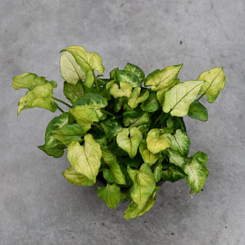 Syngonium podophyllum ‘Yami Red Wine’