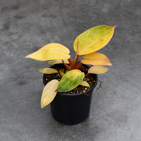 Philodendron 'Painted lady'