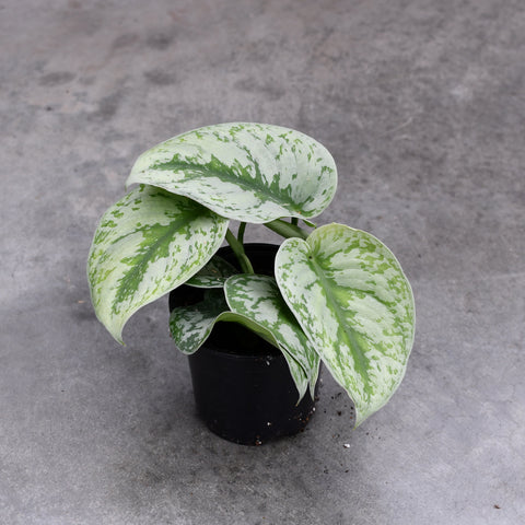 Scindapsus pictus 'Exotica'