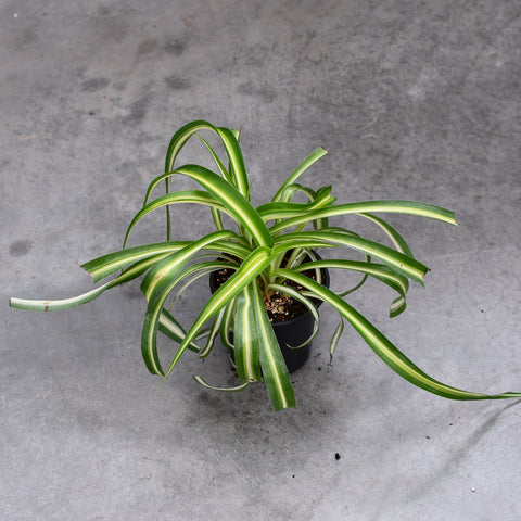 Chlorophytum laxum 'Bonnie'